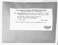 Poria corticola image